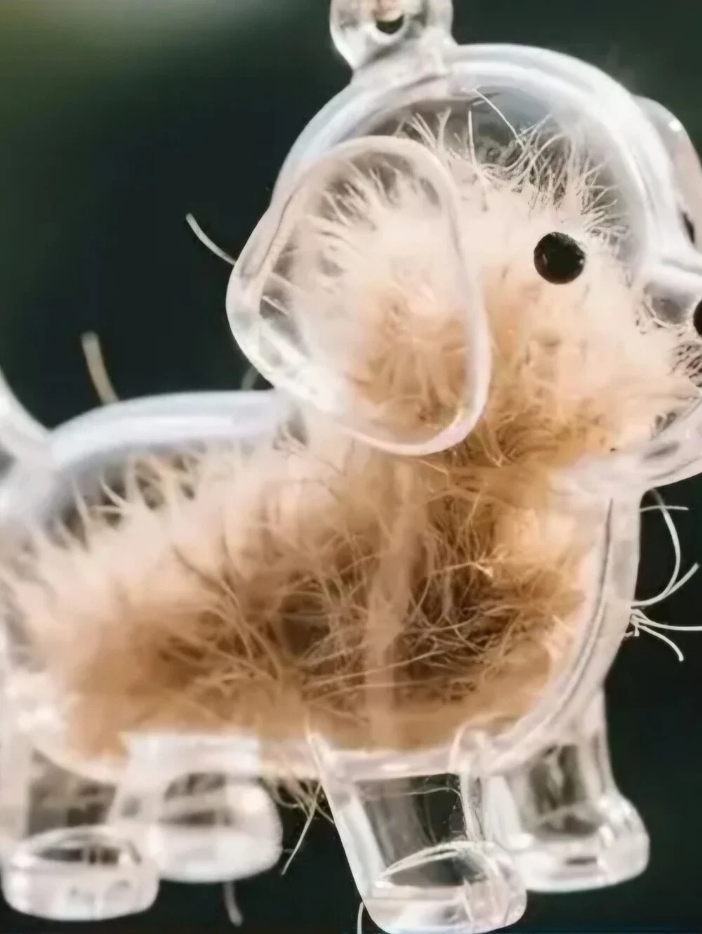 N/A transparent pet